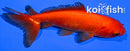 5" WAKIN GOLDFISH
