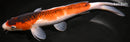 13.25" BUDO GOROMO