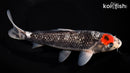 9" TANCHO BENI MATSUKAWABAKE