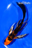 5.5" DOITSU AKA BEKKO BUTTERFLY