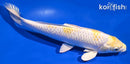 9.25" LEMON HARIWAKE
