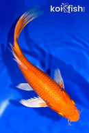 9.5" ORENJI OGON BUTTERFLY