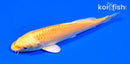 5.75" YAMABUKI OGON