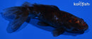 5.75" CALICO WAKIN GOLDFISH