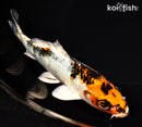 6.25" YAMATO NISHIKI