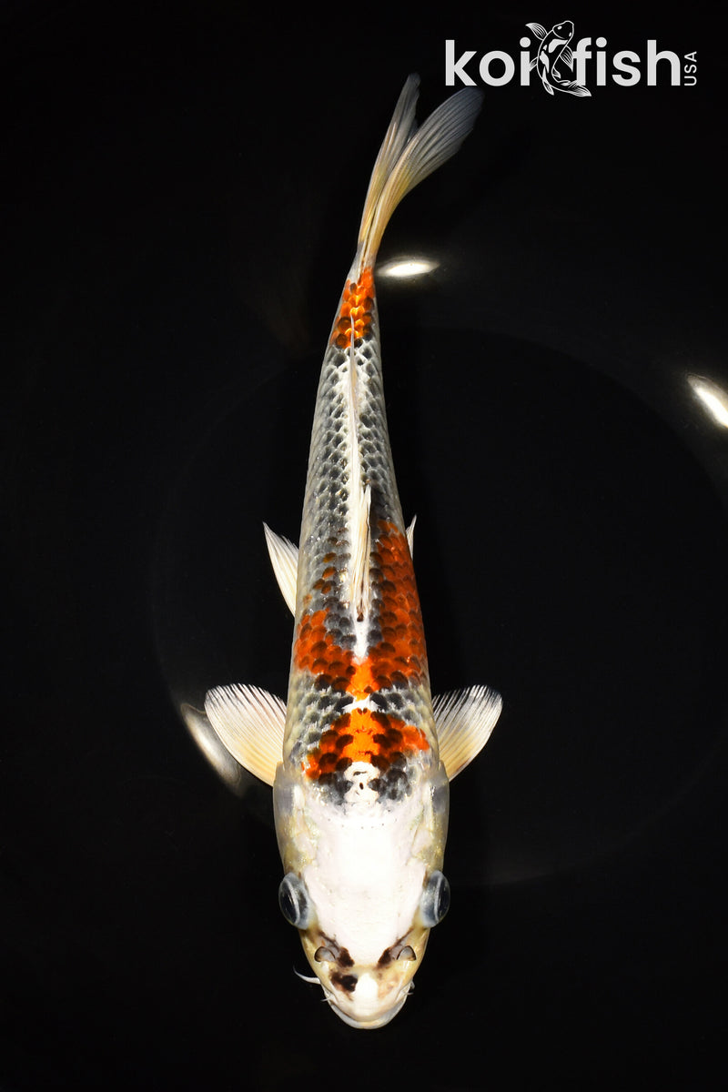 9.75" KUJAKU