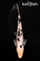 7.25" GINRIN SHIRO BEKKO