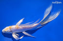 8.25" DOITSU LEMON HARIWAKE BUTTERFLY