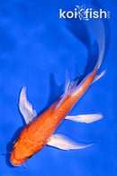 5" HARIWAKE BUTTERFLY