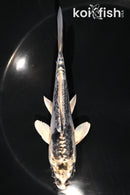 5.25" KIKOKURYU
