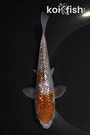 6.25" GINRIN OCHIBA SHIGURE