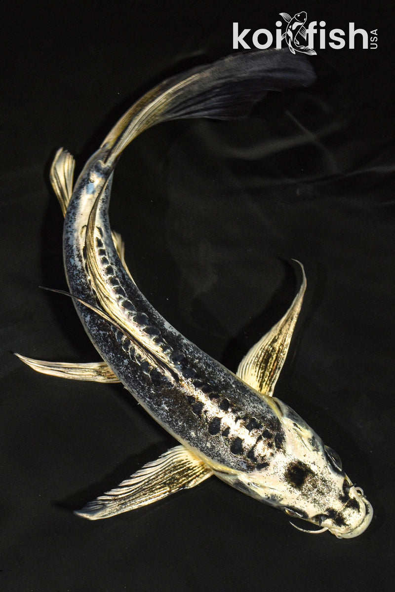 8.5" KIKOKURYU BUTTERFLY