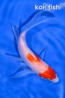 5.25" KOHAKU BUTTERFLY
