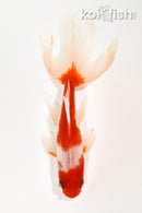 5.5" WATONAI GOLDFISH