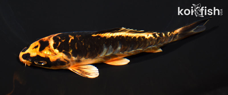 5.5" ARAGOKE ORENJI MATSUBA