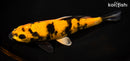 8.25" HI UTSURI