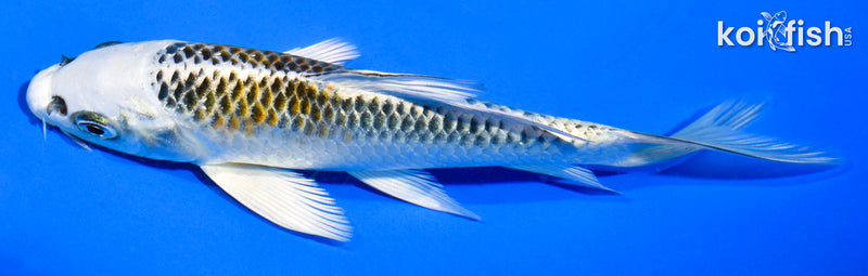 5.5" KUJAKU BUTTERFLY