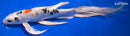 10.5" YAMATO NISHIKI BUTTERFLY