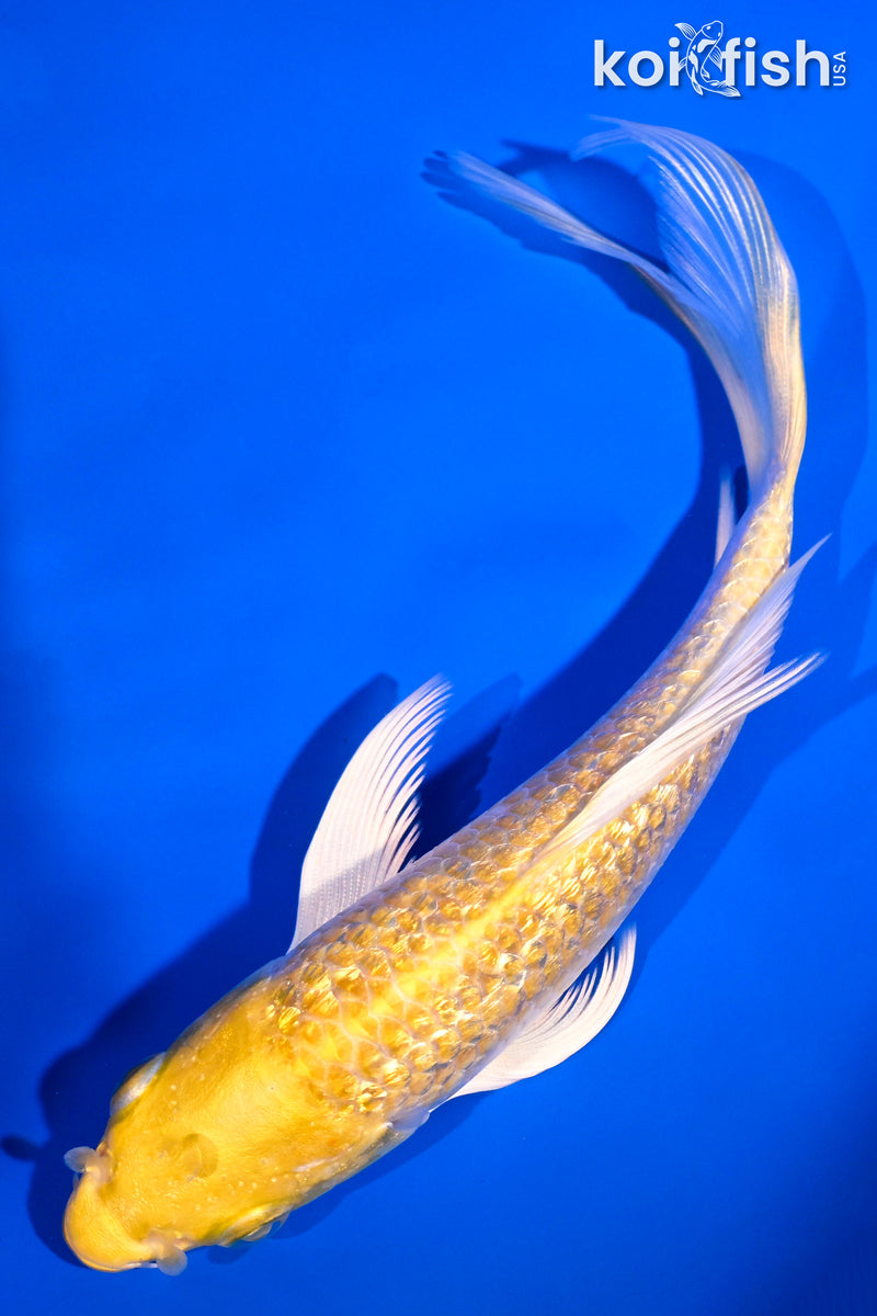 5.75" GINRIN YAMABUKI OGON BUTTERFLY