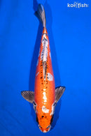 14.5" BENI KIKOKURYU