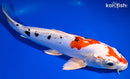 10.5" YAMATO NISHIKI