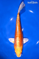 9.25" DOITSU ORENJI OGON