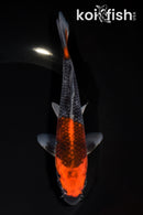 6.5" GOSHIKI