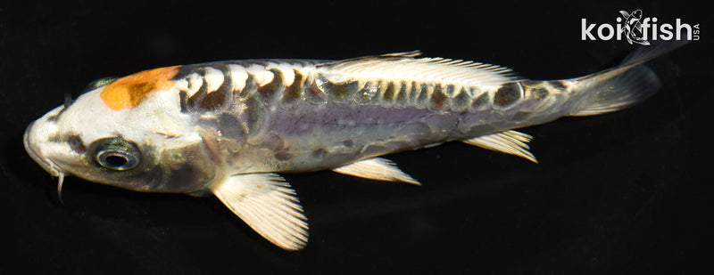 6" ARAGOKE BENI KIKOKURYU