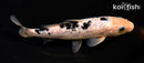 7.25" GINRIN SHIRO BEKKO