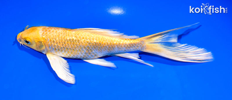 8" GINRIN YAMABUKI OGON BUTTERFLY