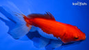 4.75" FANTAIL GOLDFISH