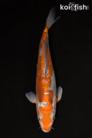 13.5" DOITSU OCHIBA SHIGURE