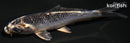 4.5" KUJAKU