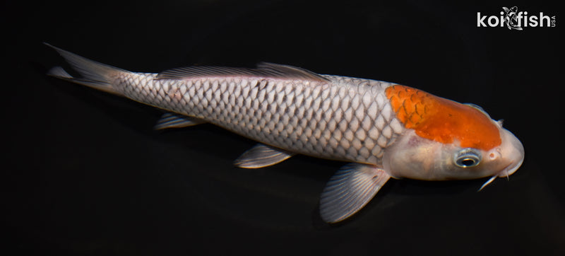 9.75" OCHIBA SHIGURE