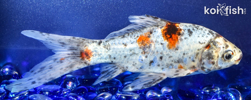 7.5" SHUBUNKIN GOLDFISH