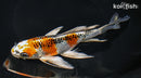 8.25" KUJAKU BUTTERFLY