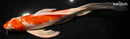 10.5" METALLIC AI GOROMO BUTTERFLY