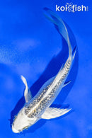 5" GINRIN KUJAKU BUTTERFLY