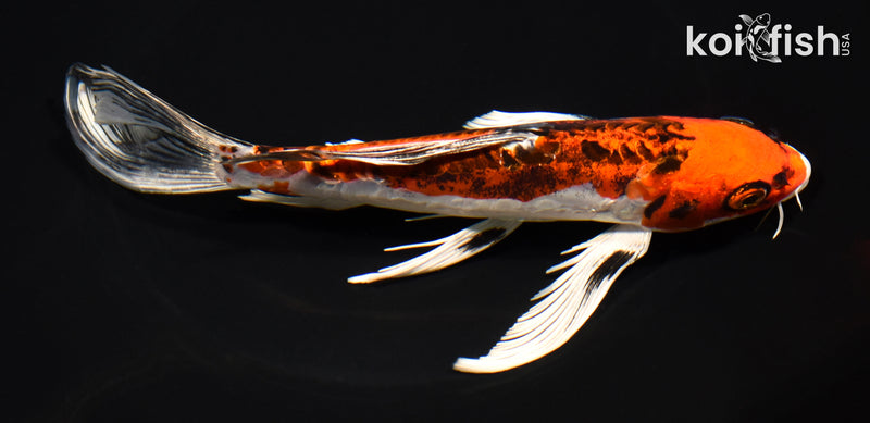 8.5" BENI KIKOKURYU BUTTERFLY