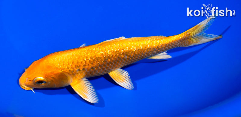 6.5" GINRIN ORENJI OGON