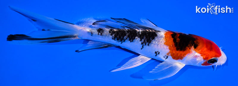 5.75" YAMATO NISHIKI BUTTERFLY