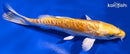 5.75" DOITSU YAMABUKI OGON