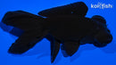 4.5" BLACK MOOR GOLDFISH