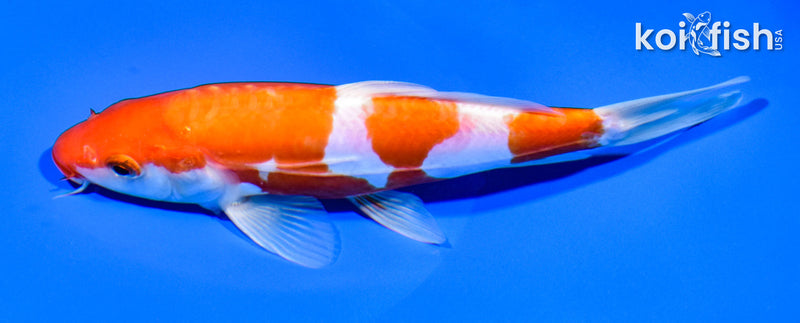 7.5" KIKUSUI