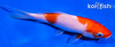 5.25" KOHAKU