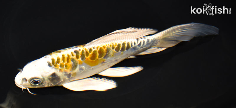 7.5" ARAGOKE KUJAKU BUTTERFLY
