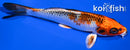 6.5" KUJAKU