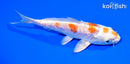 5.25" ARAGOKE KIKUSUI