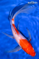 9.75" KOHAKU BUTTERFLY