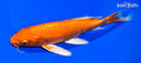 9.5" ORENJI OGON BUTTERFLY